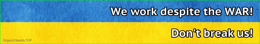 War in Ukraine